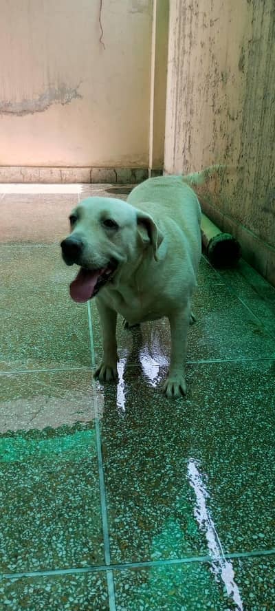 labra female
