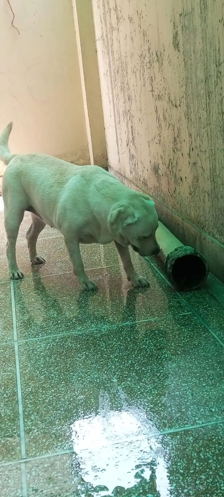 labra female — photo 2