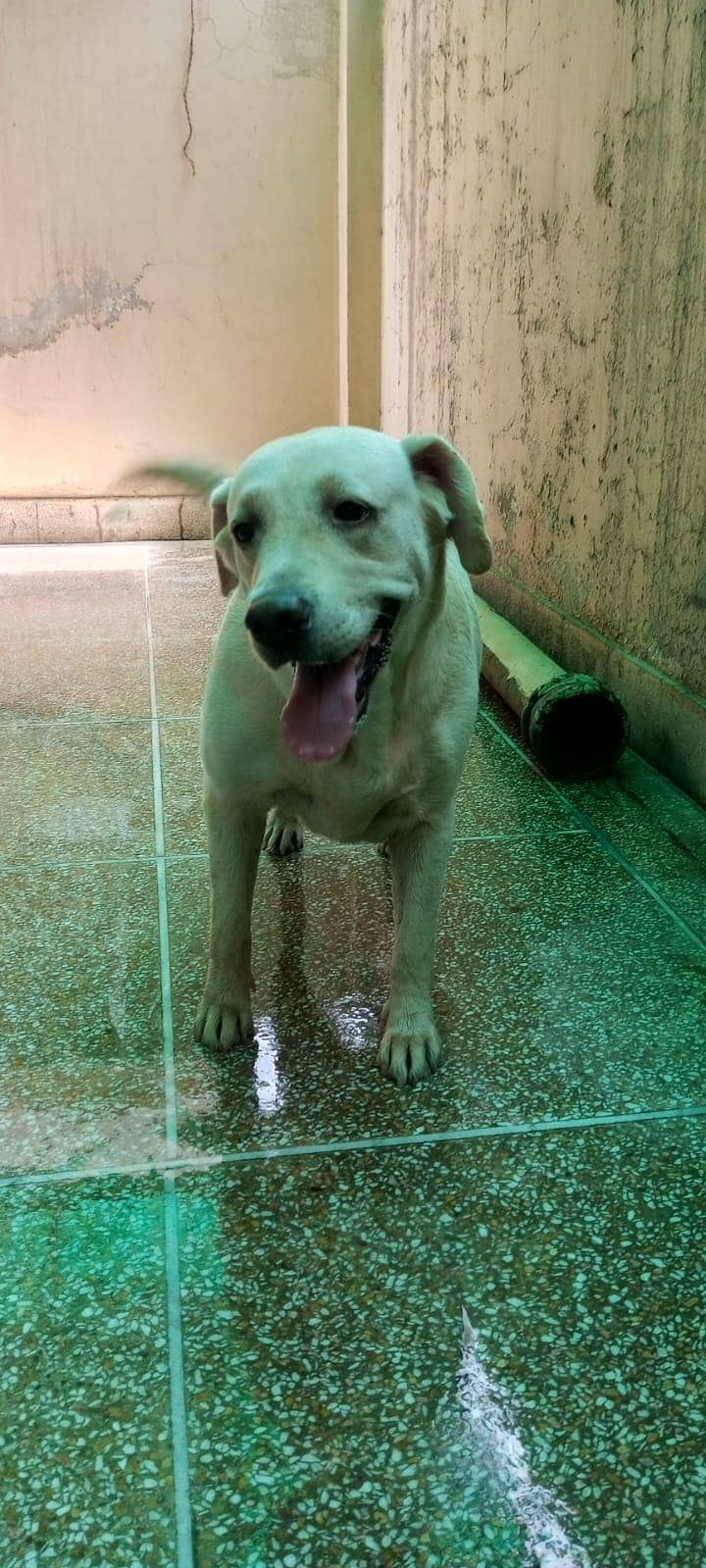 labra female 2