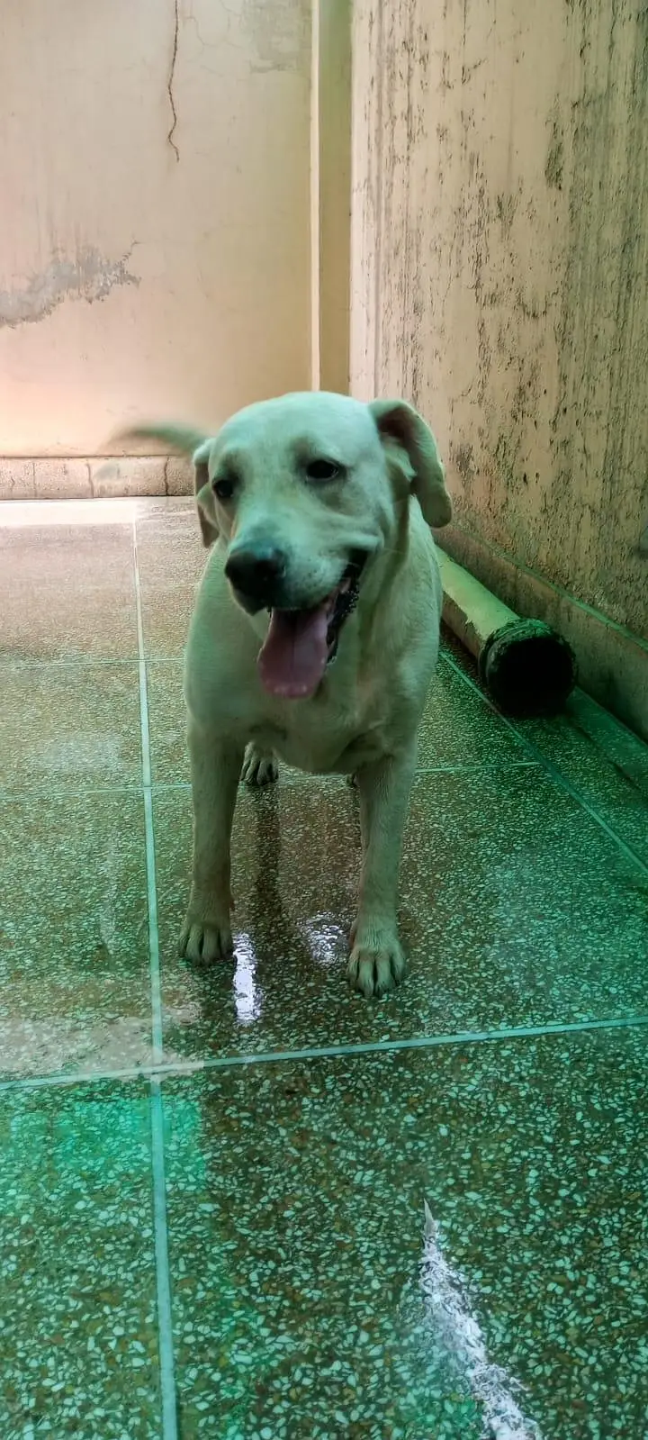 labra female — photo 3