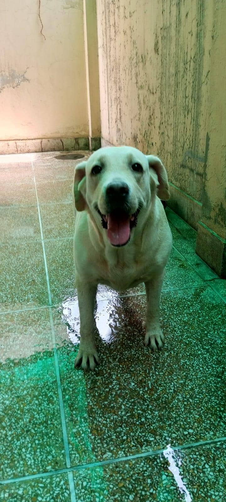 labra female 3