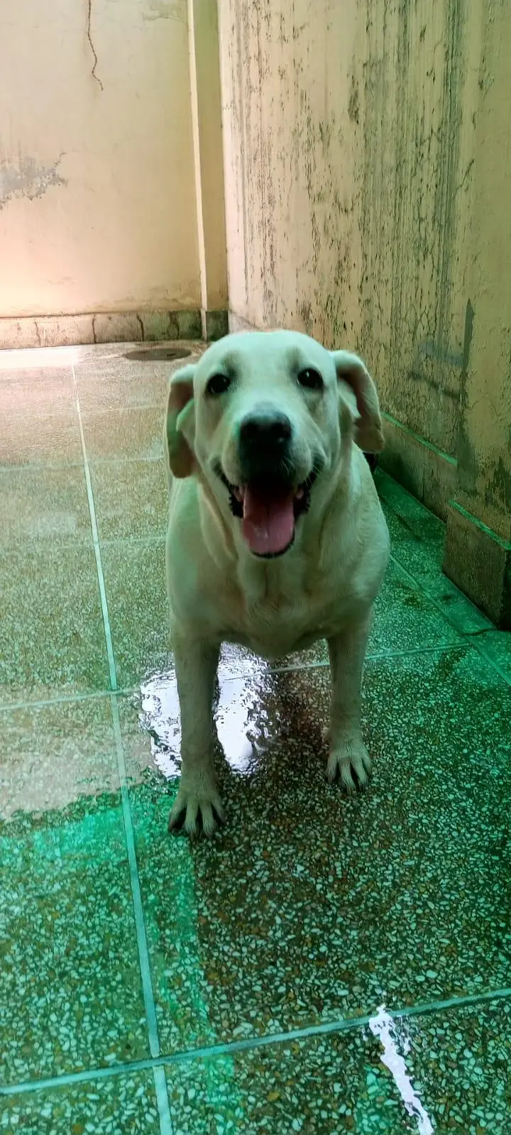 labra female — photo 4