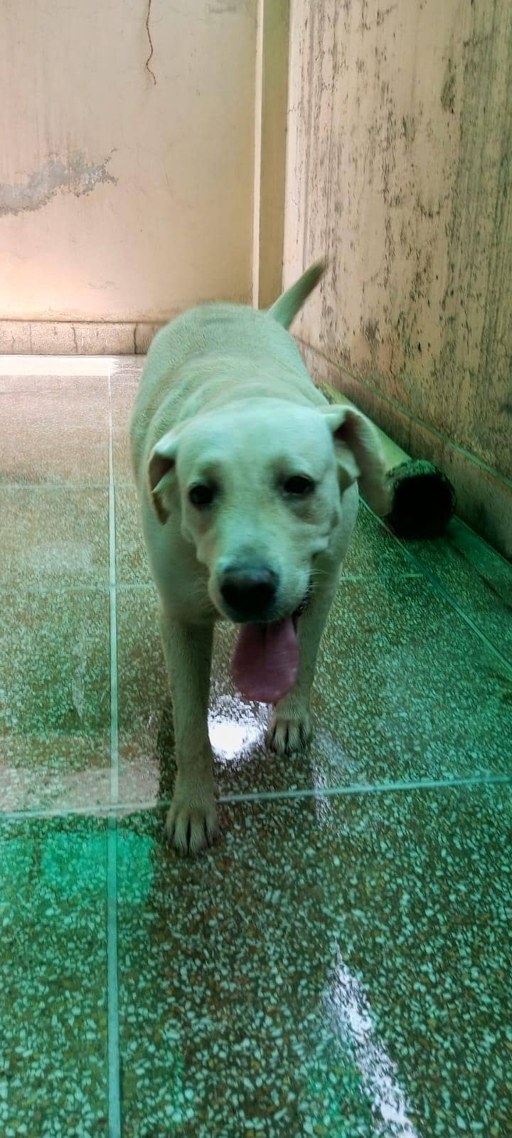 labra female 5