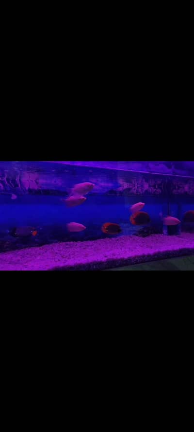 gaint gouramis