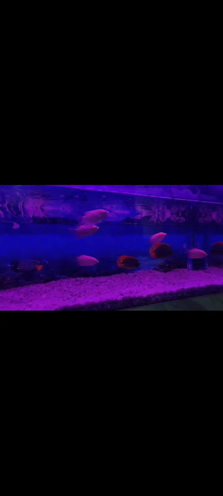 gaint gouramis