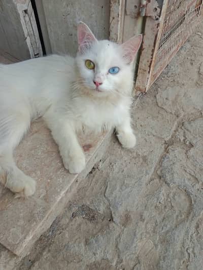**Persian Cats for Sale – White Female & Grey Mix Breed – Triple Coat*