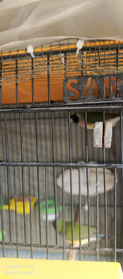 goldiuuns finches