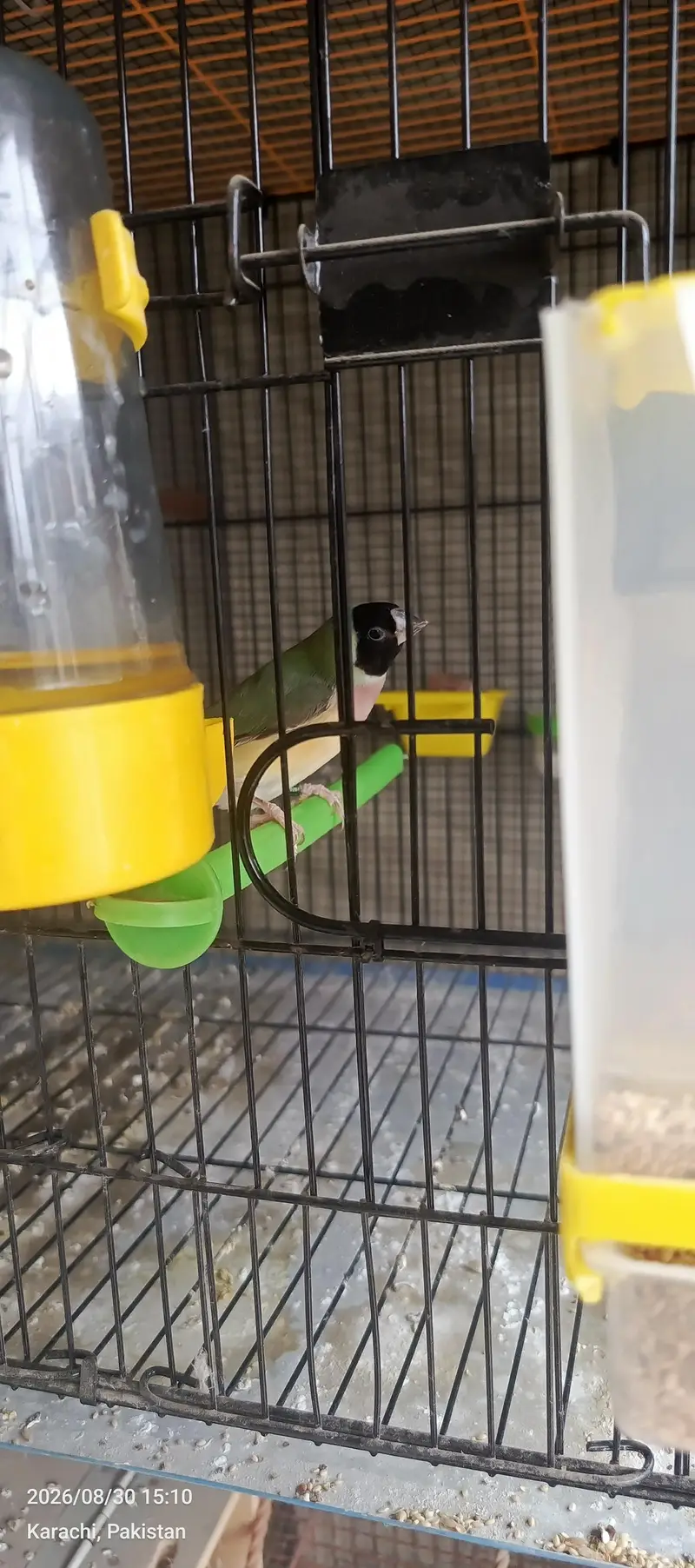 goldiuuns finches — photo 2