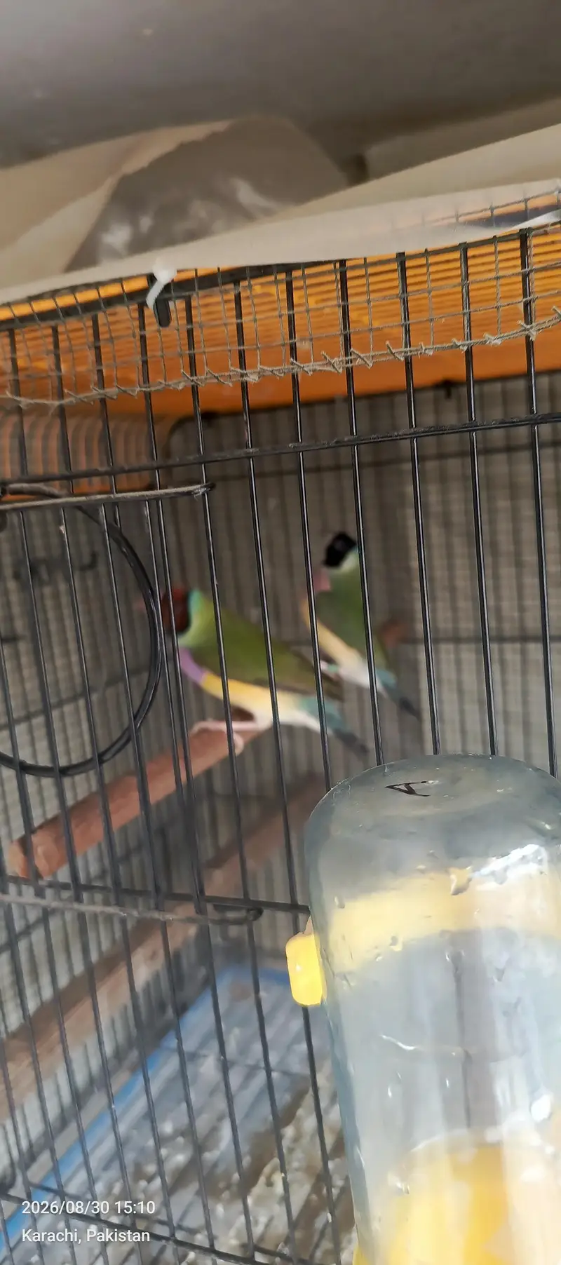 goldiuuns finches — photo 3