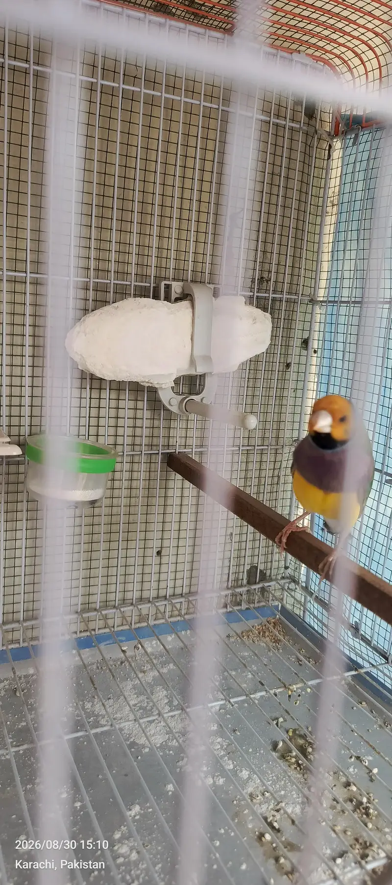 goldiuuns finches — photo 5