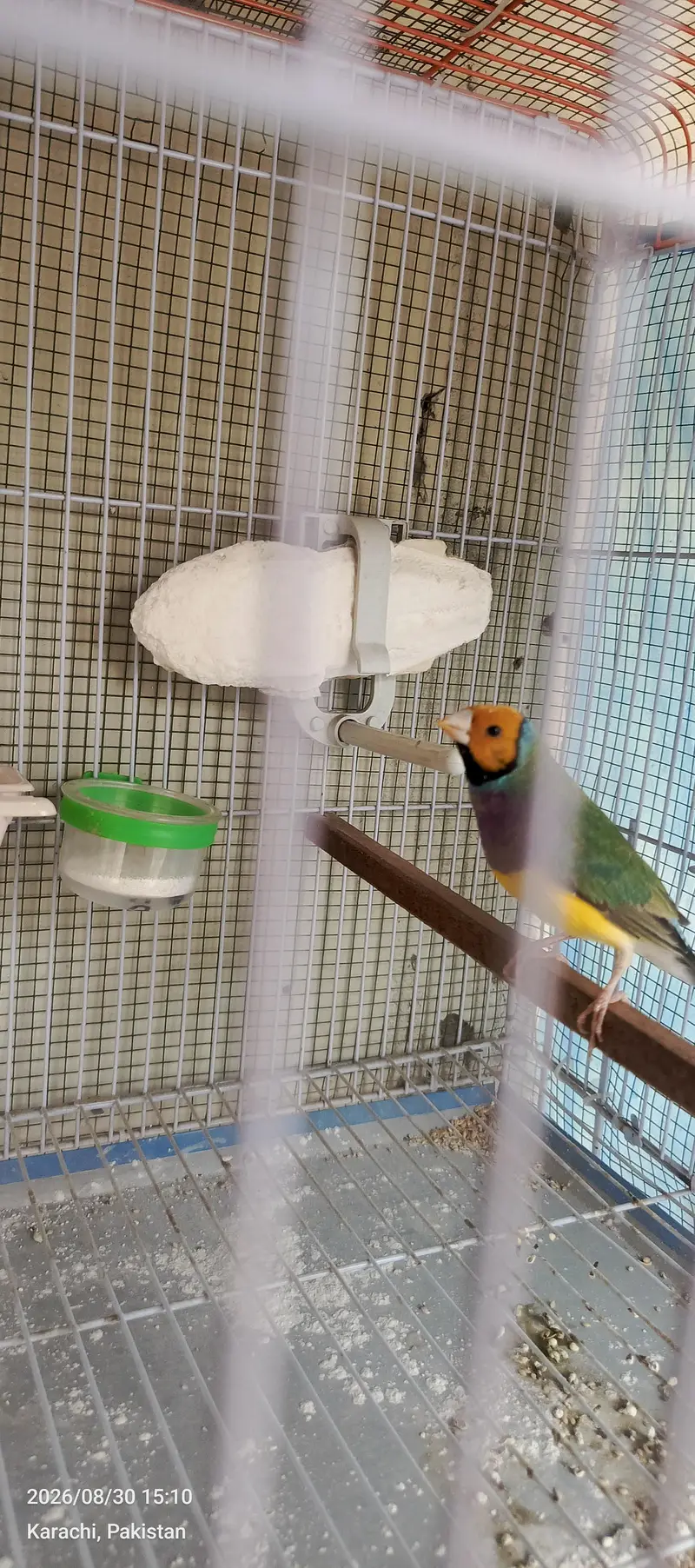 goldiuuns finches — photo 6