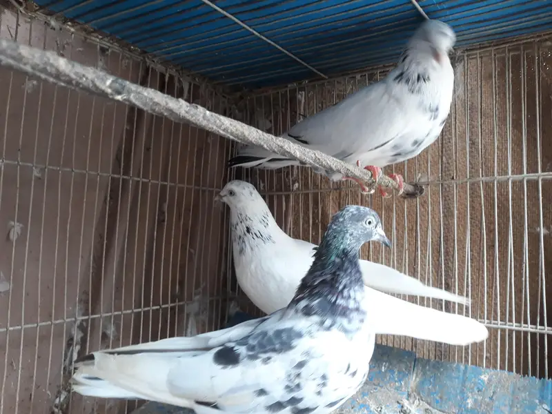 Pegions Available