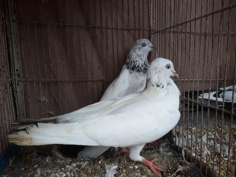 Pegions Available — photo 4