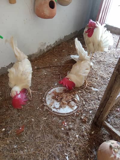 Desi male hen