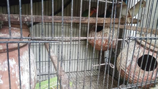 love birds breeders pairs with cages