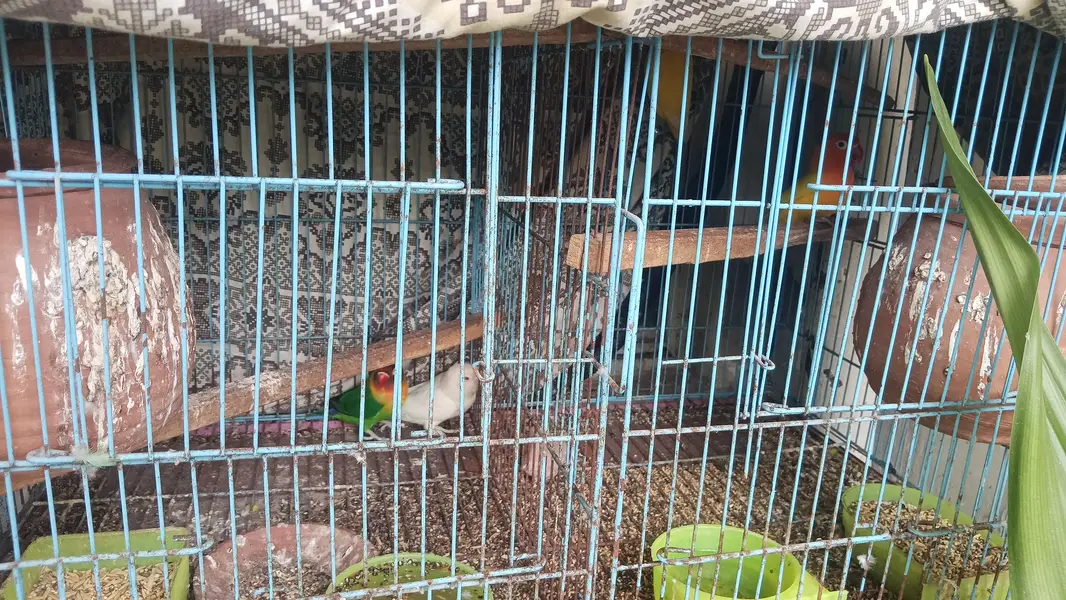 love birds breeders pairs with cages — photo 2