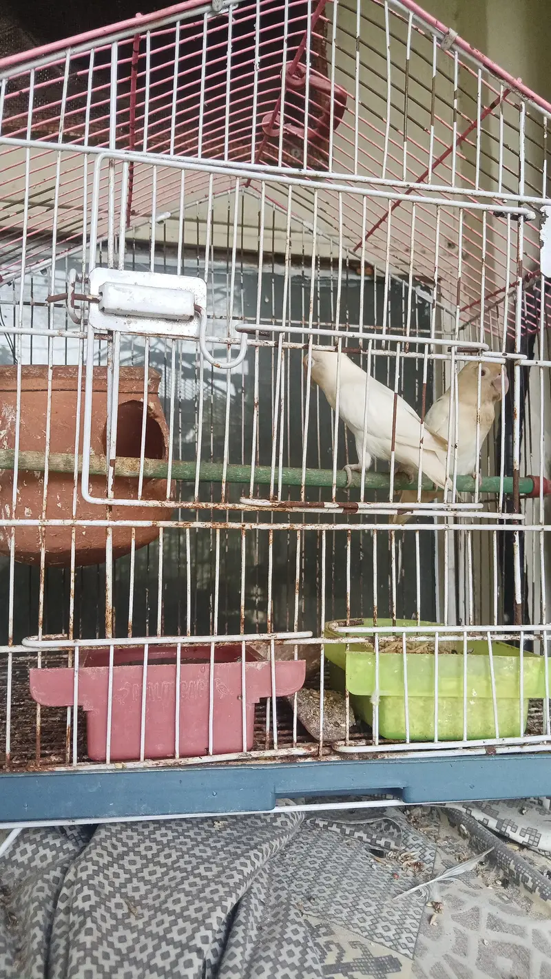 love birds breeders pairs with cages — photo 3