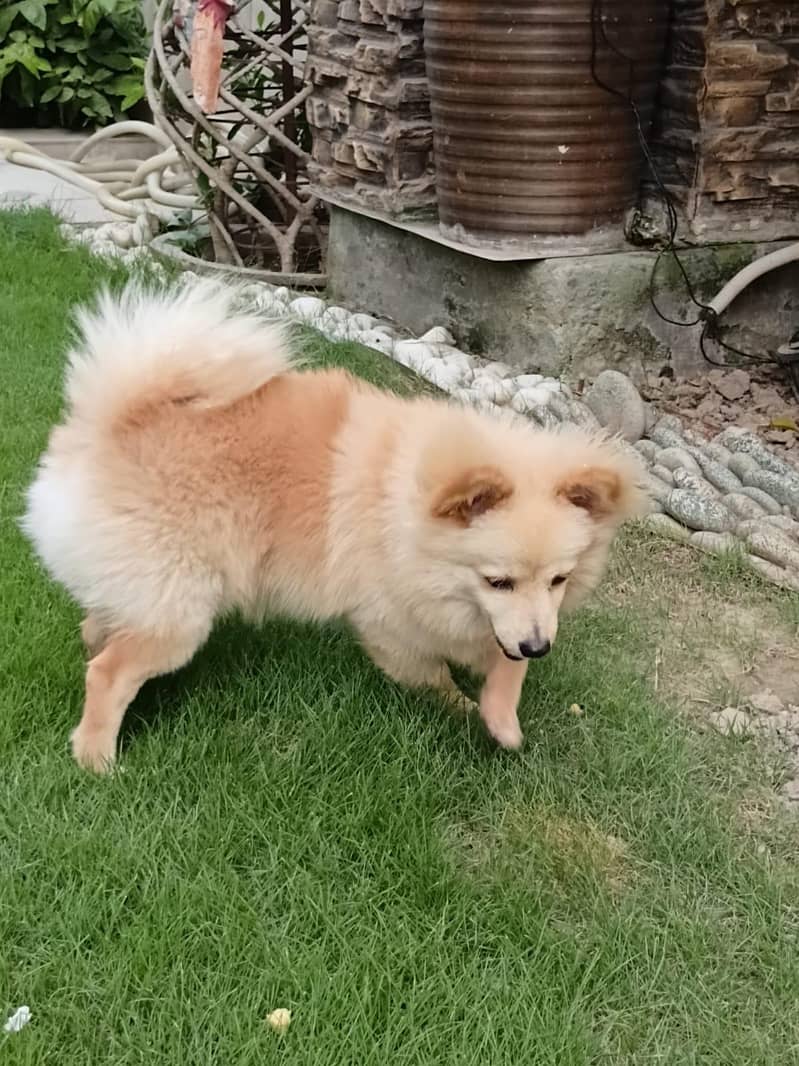 Tea cup puppy | Pomeranian puppy available for sale 4