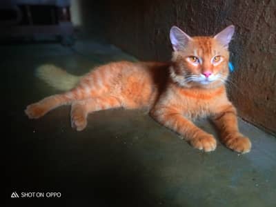 Beautiful Female Percian cat for sell double coated In brown colour