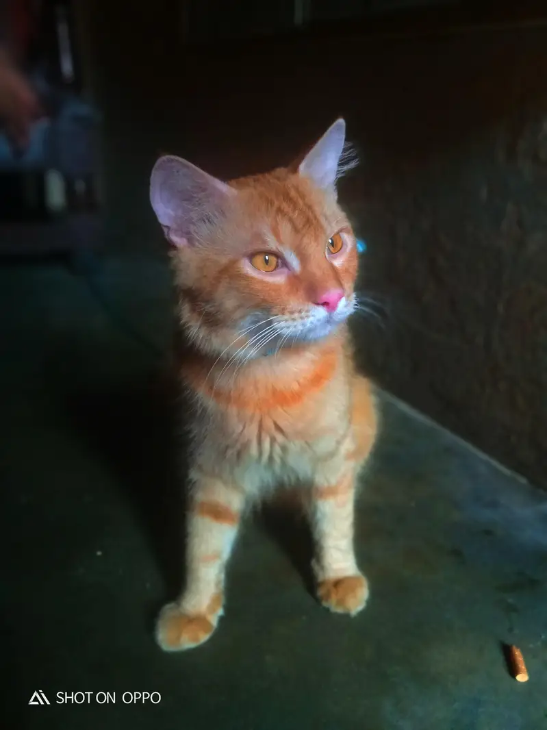 Beautiful Female Percian cat for sell double coated In brown colour — photo 2