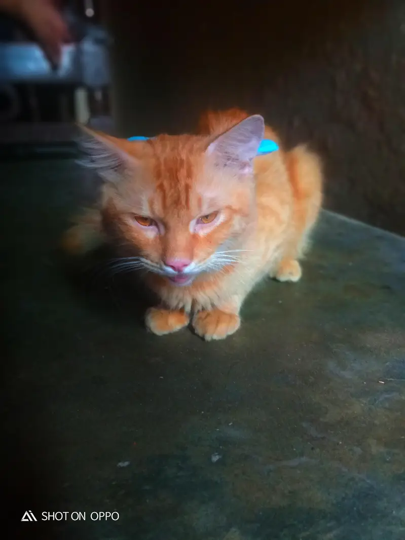 Beautiful Female Percian cat for sell double coated In brown colour — photo 3