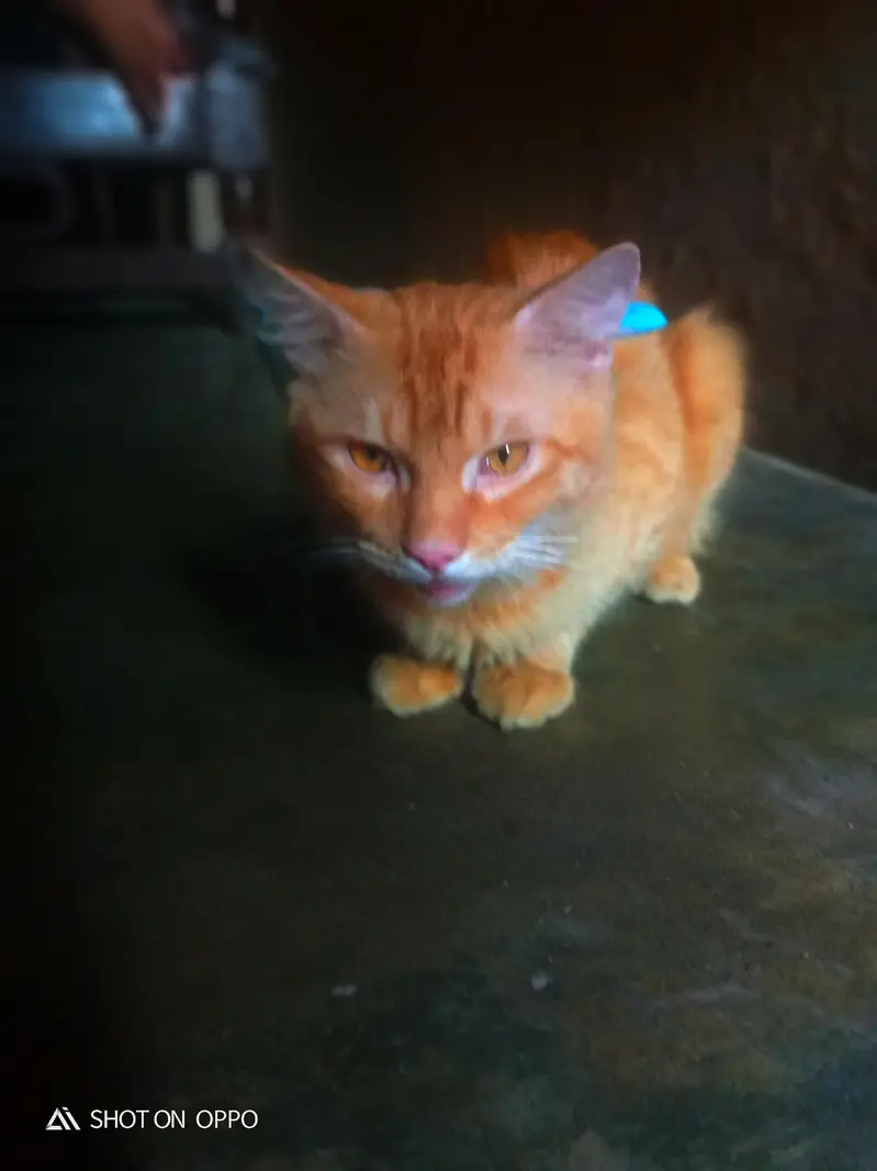 Beautiful Female Percian cat for sell double coated In brown colour — photo 4