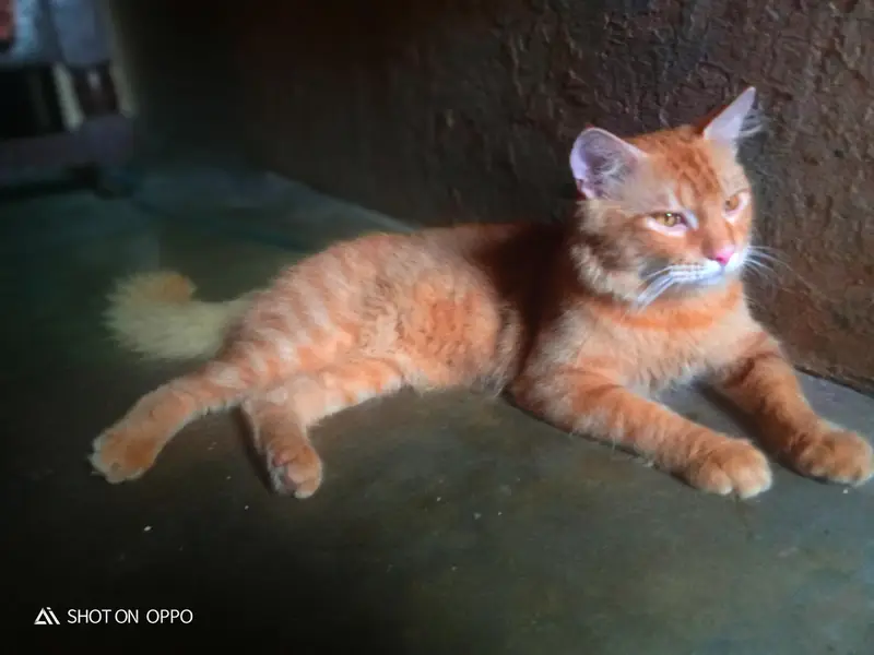Beautiful Female Percian cat for sell double coated In brown colour — photo 5