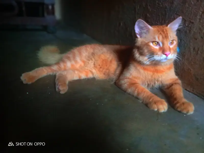 Beautiful Female Percian cat for sell double coated In brown colour — photo 6