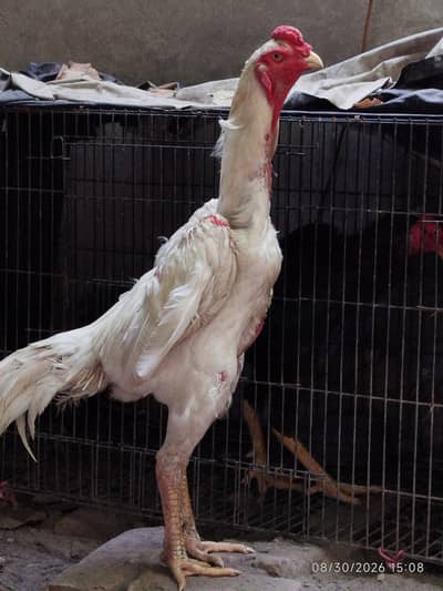White Shamo Male | Shamo Murgha | Aseel Shamo
