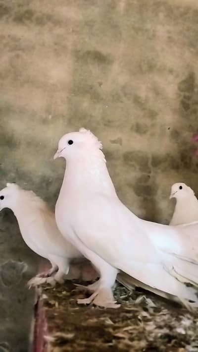 Pigeons for Sale
