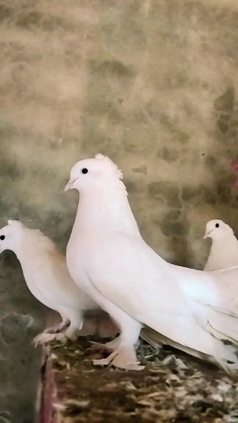 Pigeons for Sale