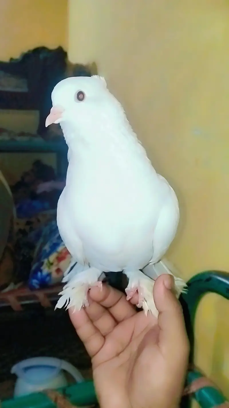 Pigeons for Sale — photo 3