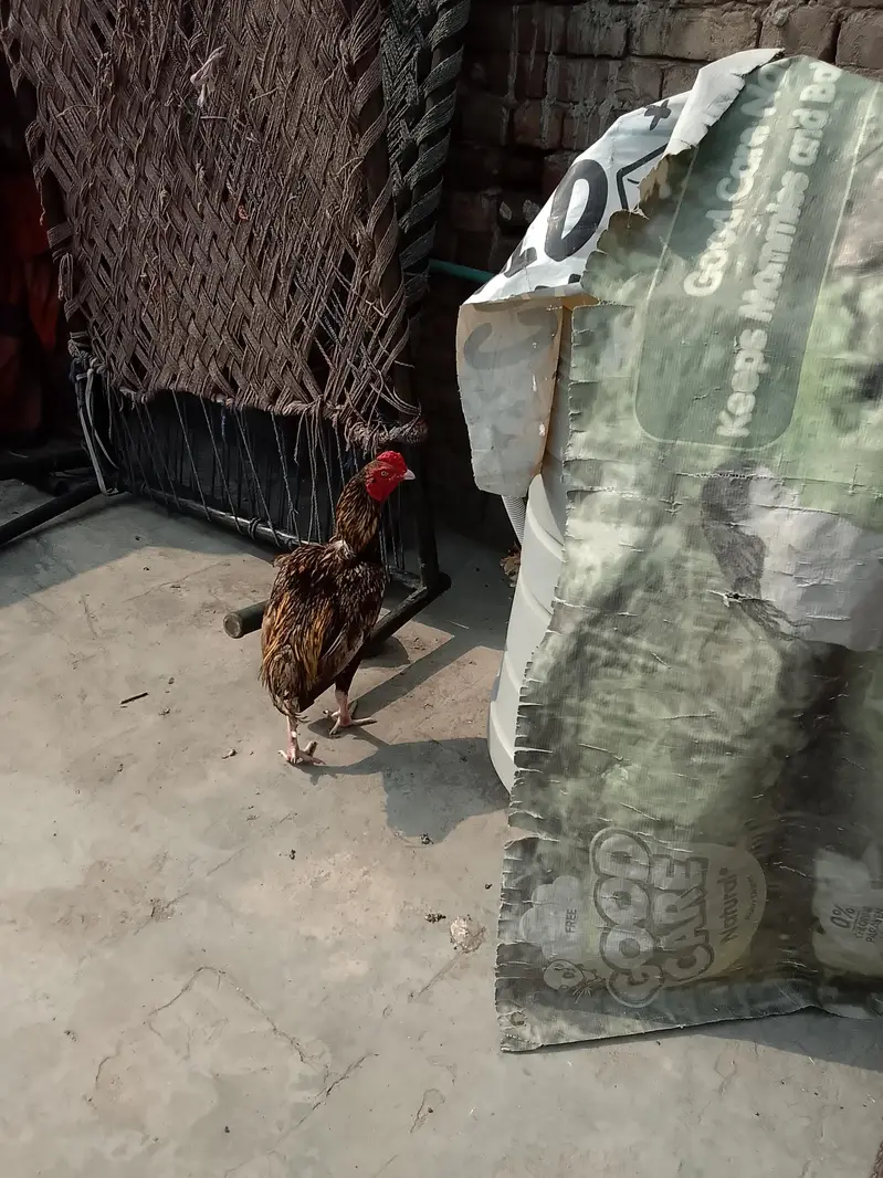 lasani ha Lana ha to batana — photo 2