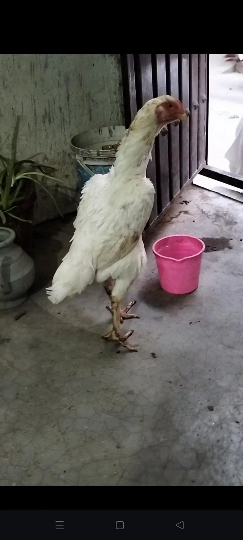 White Shamo Female For Sale — photo 2