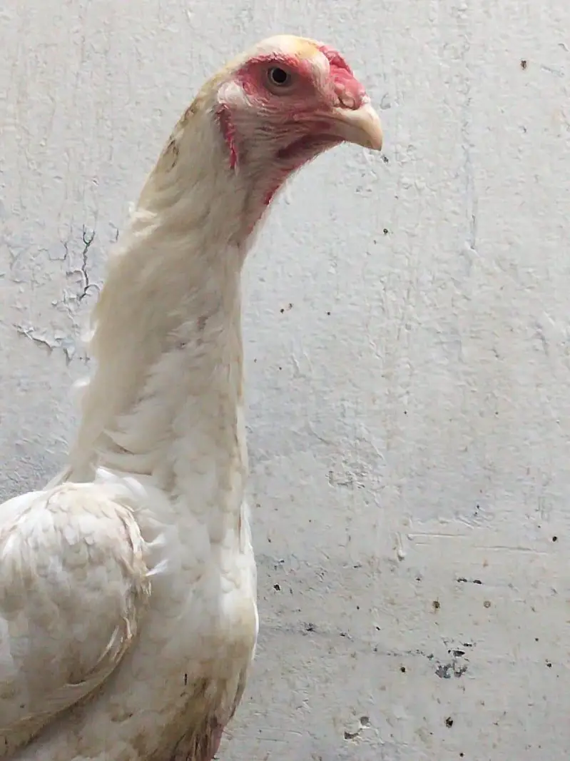 White Shamo Female For Sale — photo 3