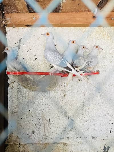Dove Brids