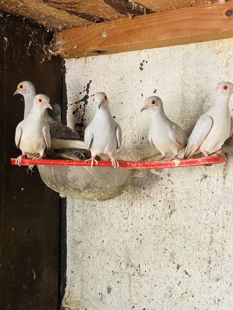 Dove Brids — photo 2