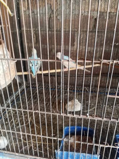 Asseel birds