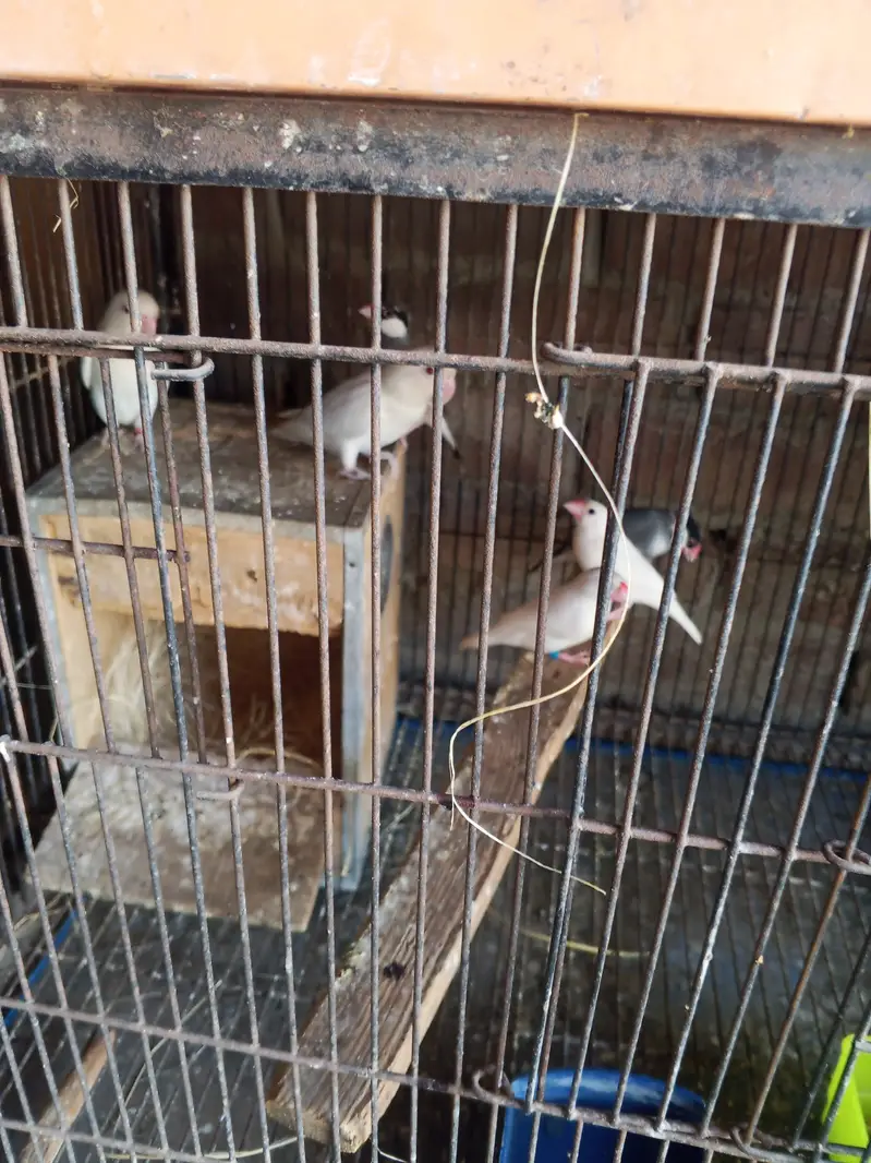 Asseel birds — photo 2