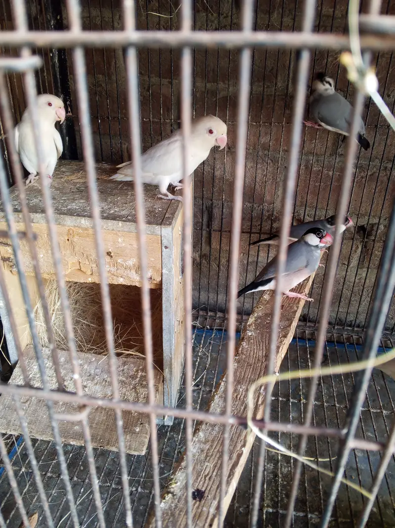 Asseel birds — photo 4