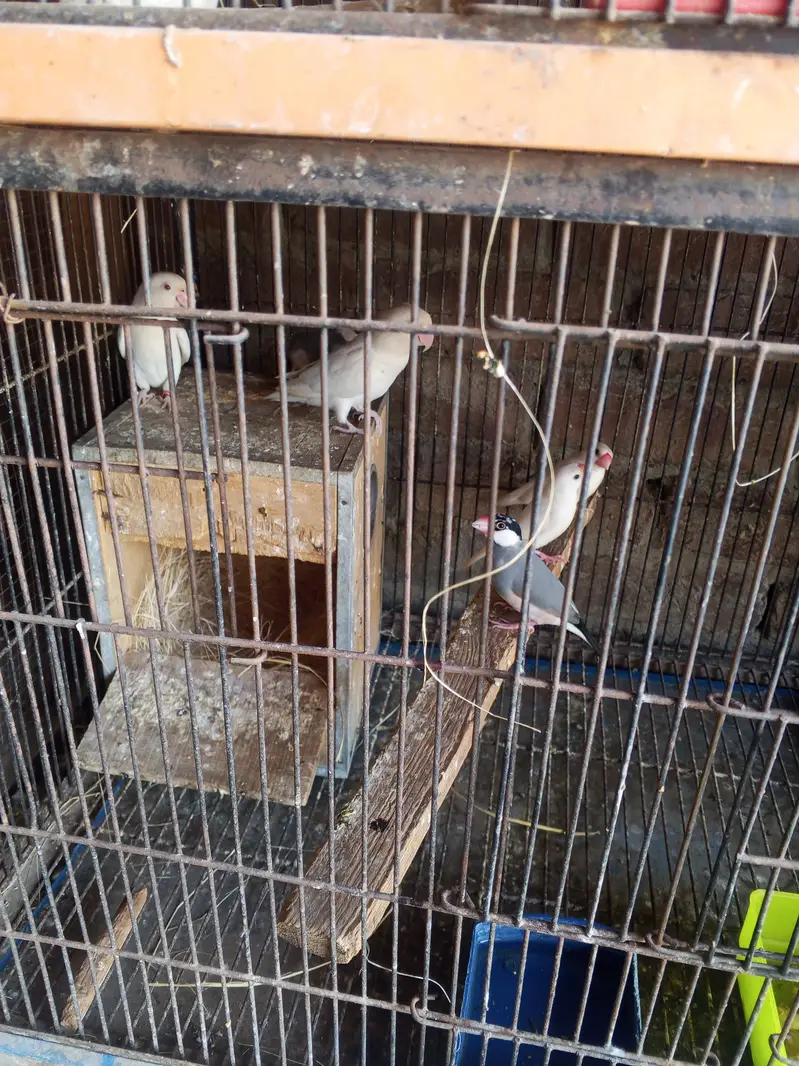 Asseel birds — photo 5
