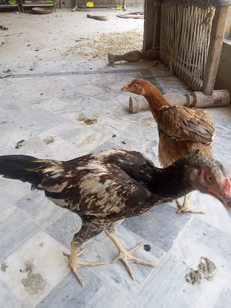 Asseel birds — photo 6