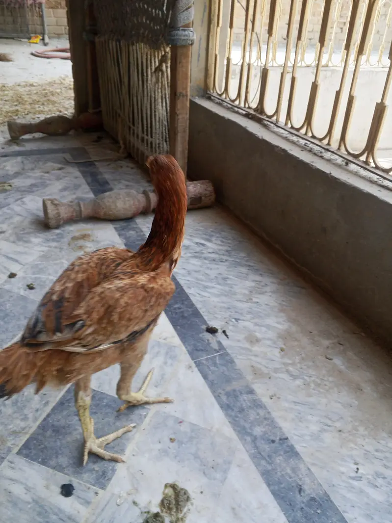 Asseel birds — photo 7