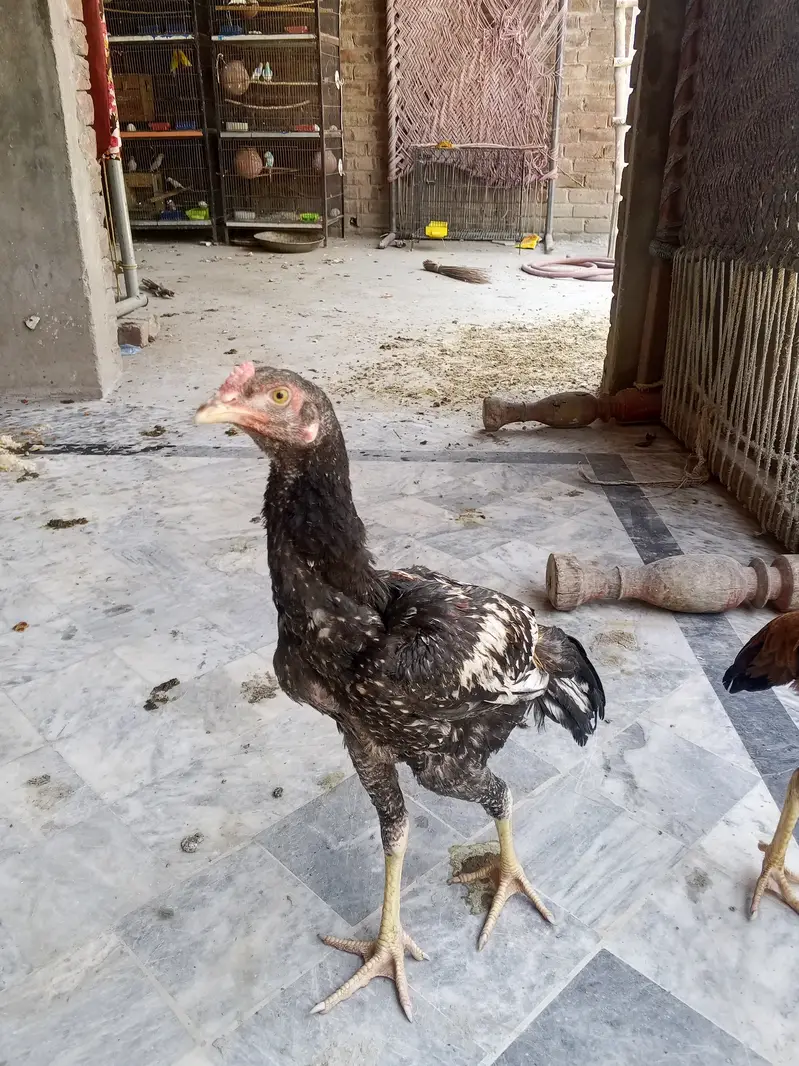 Asseel birds — photo 8