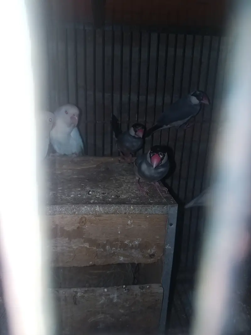 Asseel birds — photo 9
