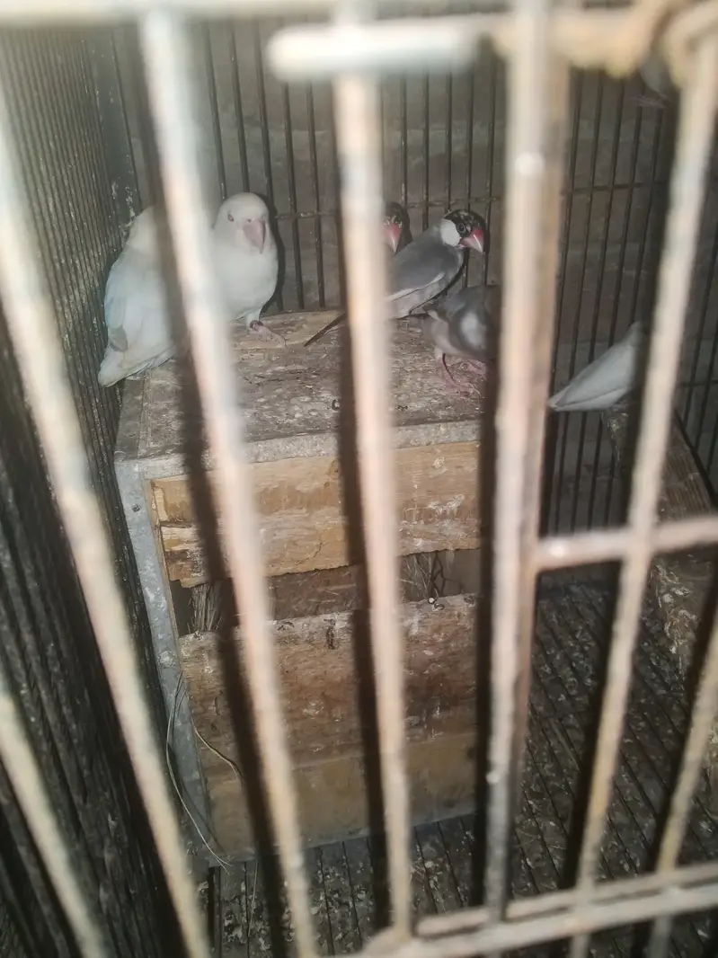 Asseel birds — photo 10