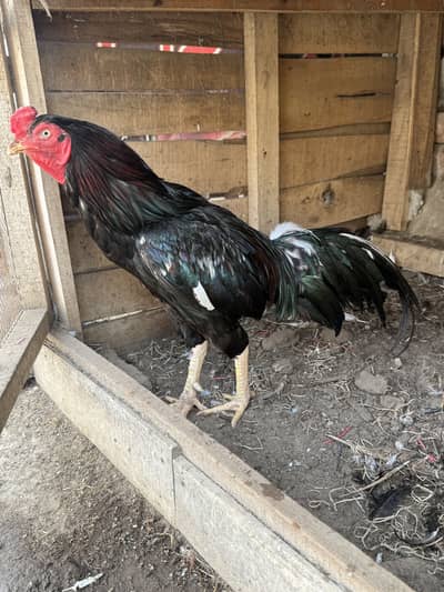 Mushka murga for sale. Active and healthy.