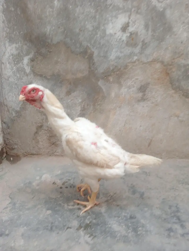 pure shampoo murgi — photo 2
