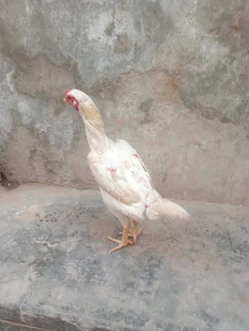 pure shampoo murgi — photo 4
