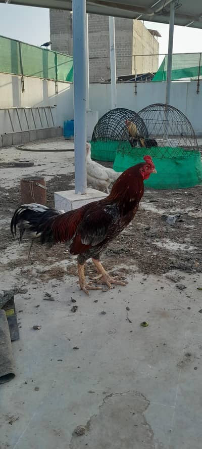 cock for sale